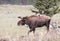 A young bull Moose travels through a Yellowstone valley