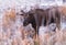 A young bull moose wading in a pond