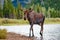 Young Bull Moose walking from lake