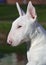 Young Bull Terrier.