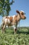 Young bull tied with an iron chain in rural landscape on the background