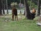 A young bull on a tropical coconut plantation