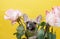 A young bulldog looks up tensely from a spectacular bouquet of roses, sitting on a yellow background in a photo studio.