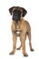 Young bullmastiff in studio