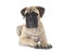 Young bullmastiff in studio