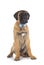 Young bullmastiff in studio