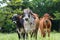 Young bulls in Costa Rica