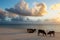 Young bulls and cows at dawn on the ocean shore. Zanzibar, Tanzania, East Africa