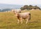 Young bulls on pasture in autumn