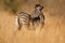 Young Burchell\'s Zebras (Equus burchellii)