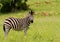 Young Burchells Zebra