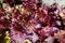 Young burgundy lettuce growing on vegetable bed