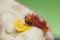 Young Burmese Batwing Atrophaneura varuna zaleucus caterpillar