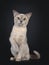 Young Burmese cat on black background