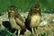 Young Burrowing Owls