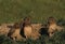 Young Burrowing Owls