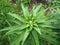 Young bush lilies in the spring garden, sprout royal orange lily