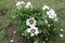 Young bush of purple-leaved peony with white flowers in May