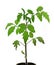 Young bush tomatoes on a white background