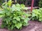 Young bushes of raspberries in garden