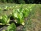 Young bushes of tobacco growing on beds with drip irrigation