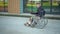 Young businessman in a suit in a wheelchair. A serious man is riding in a wheelchair against a business center. Special