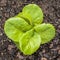 Young Butterhead Lettuce Plant in the Vegetable Garden