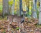 A young button buck white tail deer in the fall woods in Warren County, Pennsylvania, USA