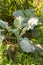 Young cabbage bush growing in the garden