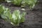 Young cabbage bushes