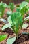 Young cabbage growing