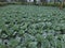 young cabbage on the Indonesian island of Java