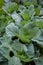 Young Cabbage Plants