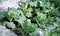 Young cabbage plants in the garden