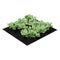 Young Cabbage Plants in the Garden on white. 3D illustration