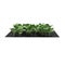 Young Cabbage Plants in the Garden on white. 3D illustration
