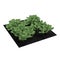 Young Cabbage Plants in the Garden on white. 3D illustration