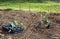 Young cabbage plants ready to be planted.