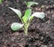 Young Cabbage Seedling in Soil