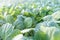 Young cabbage seedlings. Cabbage seedlings greenhouse.