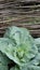 Young cabbage by the wicker fence on the farm