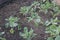 Young cabbages with green foliage growing in soil in vegetable garden