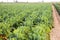 Young cabbages growing on plantation