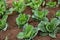 Young cabbages growing in vegetable garden