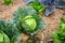 Young cabbages growing in vegetable garden