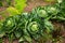 Young cabbages growing in vegetable garden