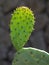 A young cactus leaf in vivid green