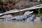 Young caiman coming out of the river