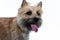 Young cairn terrier puppy panting