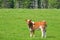 Young Calf